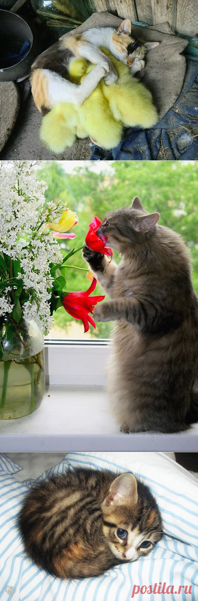 Талантливые коты