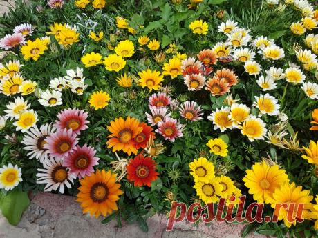 Как правильно выращивать гацанию в домашних условиях?