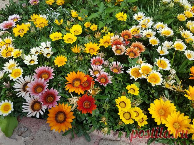 Как правильно выращивать гацанию в домашних условиях?