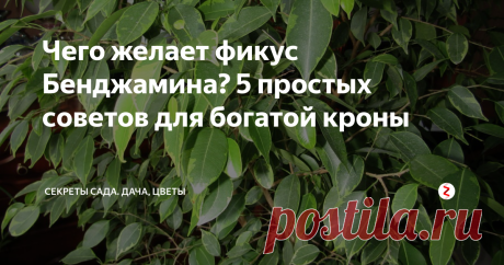Чего желает фикус Бенджамина? 5 простых советов для богатой кроны Познакомьтесь! Это мой фикус Бенджамина. Можете оценить его или задать вопросы в комментариях
Из всех мини-деревьев, произрастающий в городских квартирах и частных домах, фикус Бенджамина, пожалуй, самый популярный декоративный питомец. Его изящно изогнутые и образующие богатую крону ветки радуют взор, а плотные листья ассоциируются с чем-то надёжным и качественным.
Да только вот для того, чтобы д