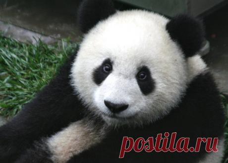 Большие панды перестали считаться вымирающим видом