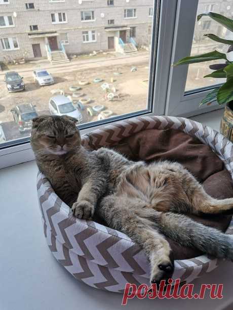 Без кота и жизнь не та : Самоизоляция, релакс