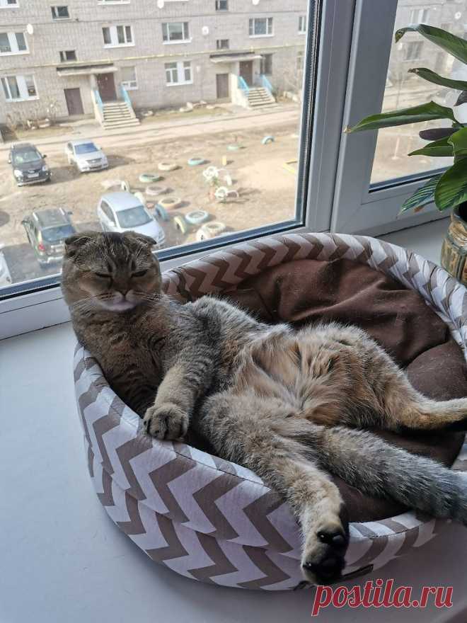 Без кота и жизнь не та : Самоизоляция, релакс