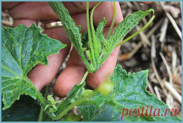 ФОРМИРОВАНИЕ ОГУРЦА, КАБАЧКА И ТЫКВЫ. ПРИЩИПЫВАНИЕ.
Зацвели каштаны, значит, наступила пора высева в открытый грунт теплолюбивых культур, в том числе огурцов, кабачков, тыквы. Все эти культуры формируют надземный стебель в виде лианы, рост и развитие которой не всегда соответствуют количеству формируемого урожая. Заставить культуру увеличить плодоношение помогает такой агротехнический прием, как прищипывание. Оно проводится не на всех сортах и гибридах. На пакете с семенам...