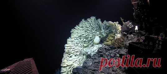 На дне океана проживает вовсе не Губка Боб, а такая вот красавица размером с микроавтобус. Даже учёные были удивлены, когда наткнулись на неё — вы только послушайте, как они восторгаются!