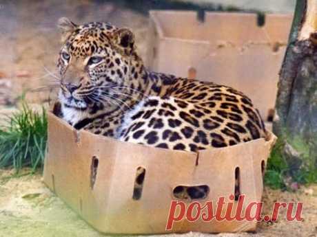 Кошки они и в Африке кошки...