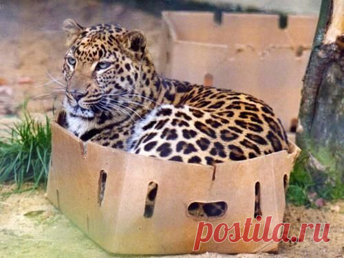 Кошки они и в Африке кошки...