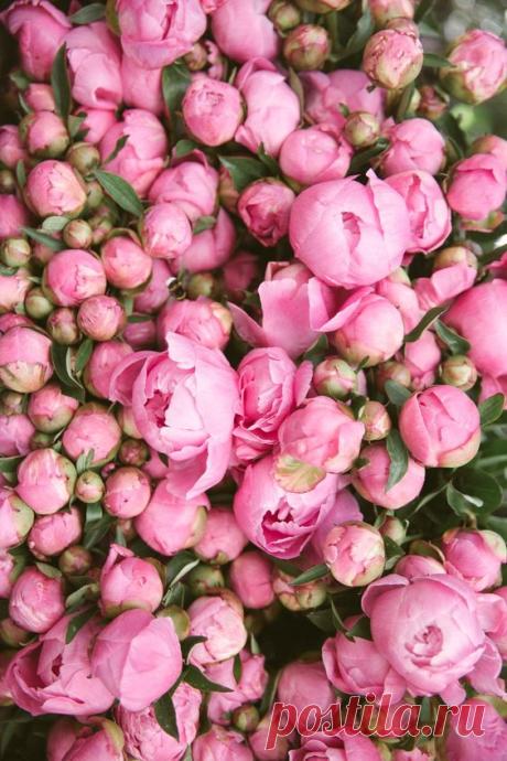 Pinterest