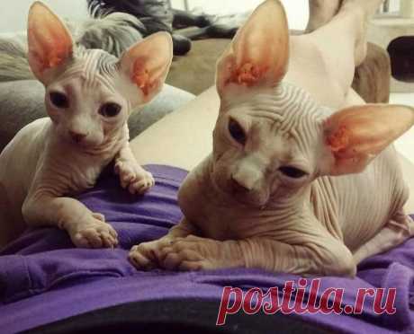 25 фото, доказывающих, что Сфинксы — это совсем не «Фууу!», а очаровательные милые котики