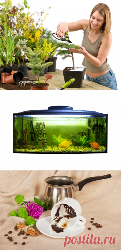 Цветы - гурманы!))) Какие цветы любят баловаться кофе