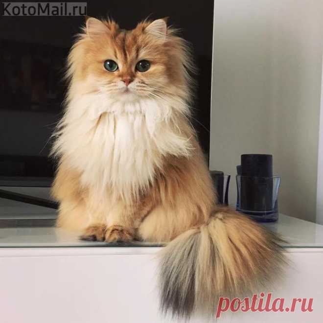 Кокетка