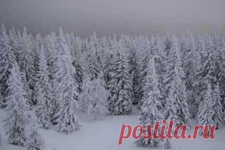 ФОТОМАСТЕРСКАЯ ПРИРОДЫ
Наталья Соболева (Романцова)