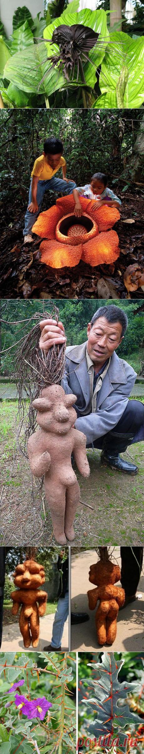 Жутко Необычные Растения.