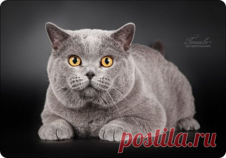 Британская короткошерстная кошка.