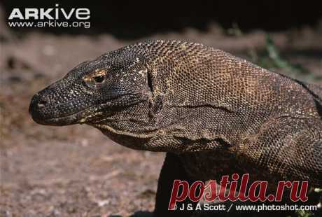 arkive animals - Поиск в Google