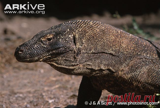 arkive animals - Поиск в Google