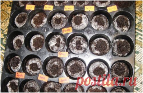 Как не допустить ошибки при выращивании перца и баклажанов, и вырастить крепкую, здоровую рассаду!