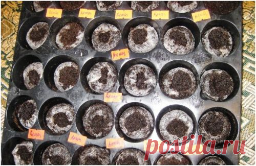 Как не допустить ошибки при выращивании перца и баклажанов, и вырастить крепкую, здоровую рассаду!