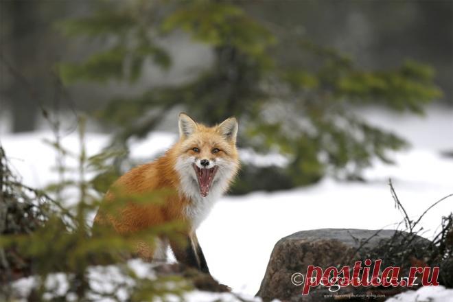 Фотки с лисами