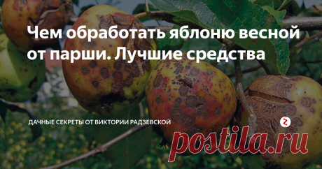 Чем обработать яблоню весной от парши. Лучшие средства Яблоня растет практически на каждом садовом участке. Яблоки вкусные и полезные, из них делают варенье, пюре, соки и другие заготовки на зиму. Однако можно лишиться этого прекрасно урожая, если яблоню поражает грибковое заболевание — парша.