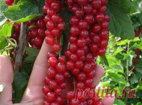 Каждый год новый куст