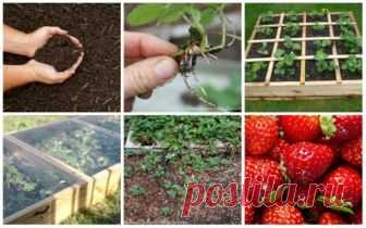 5 главных нюансов, которые помогут вырастить тонну клубники