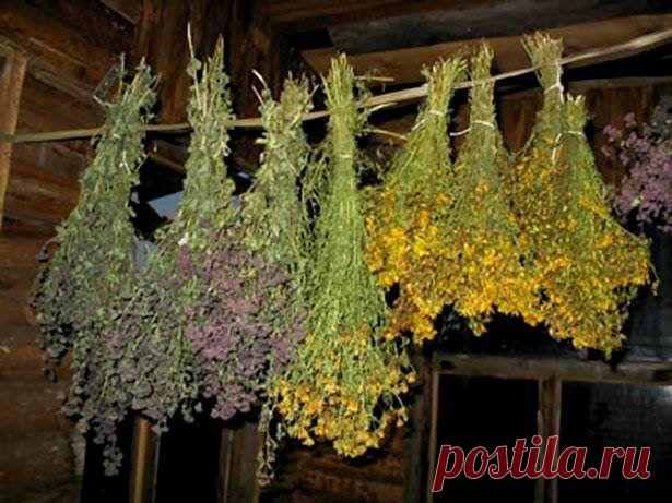 Лекарственные растения, которые нужно собирать в июне / Будьте здоровы