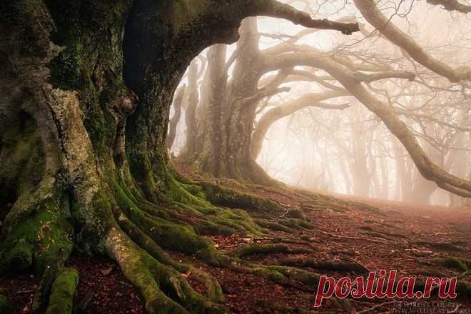 Красота дикого французского леса в фотографиях Florent Courty - Путешествуем вместе