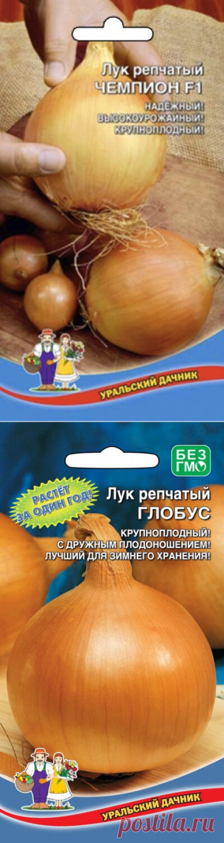 3 сорта самого Крупноплодного Репчатого Лука, которые я всегда выращиваю | Садовод Помощник | Яндекс Дзен