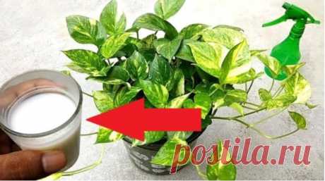 Дешевое чудо-удобрение: поливаю и опрыскиваю комнатные растения раствором молока