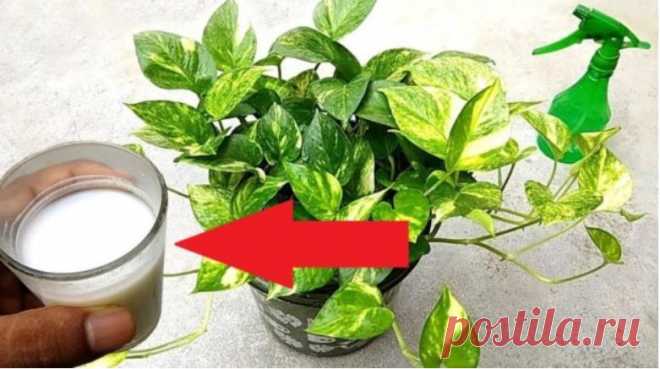 Дешевое чудо-удобрение: поливаю и опрыскиваю комнатные растения раствором молока