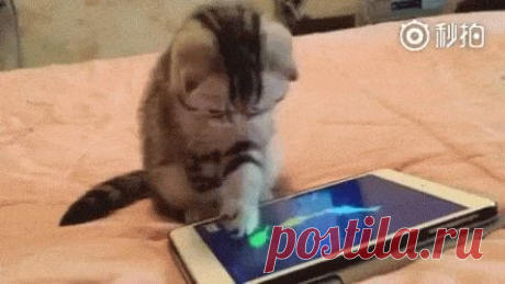 Котенок ловит рыбку