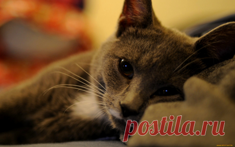 Скачать обои животные, коты, кот, серый, отдых из раздела Животные, в разрешении 1920x1200