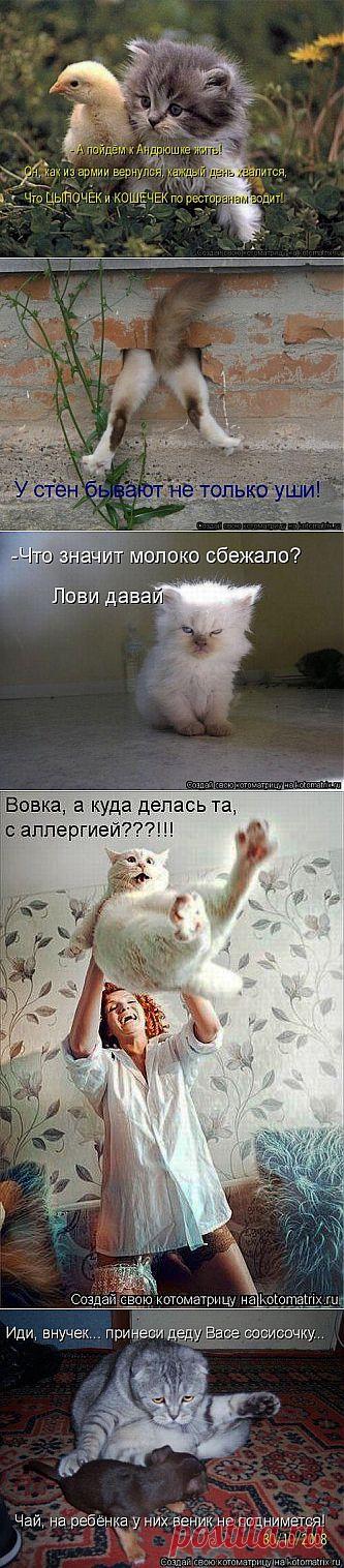 Занимательные котоматрицы / Питомцы