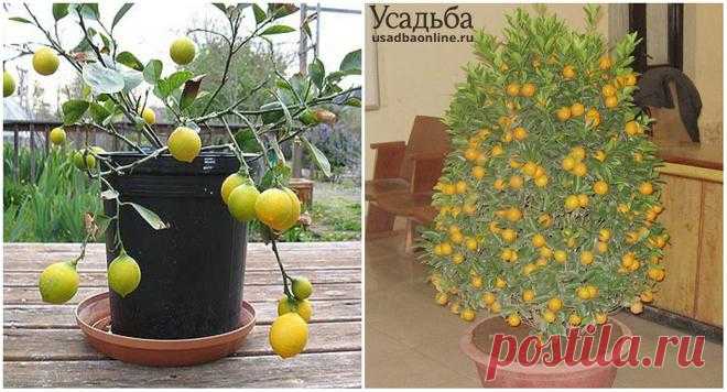 8 экзотических фруктов, которые легко вырастить из косточки