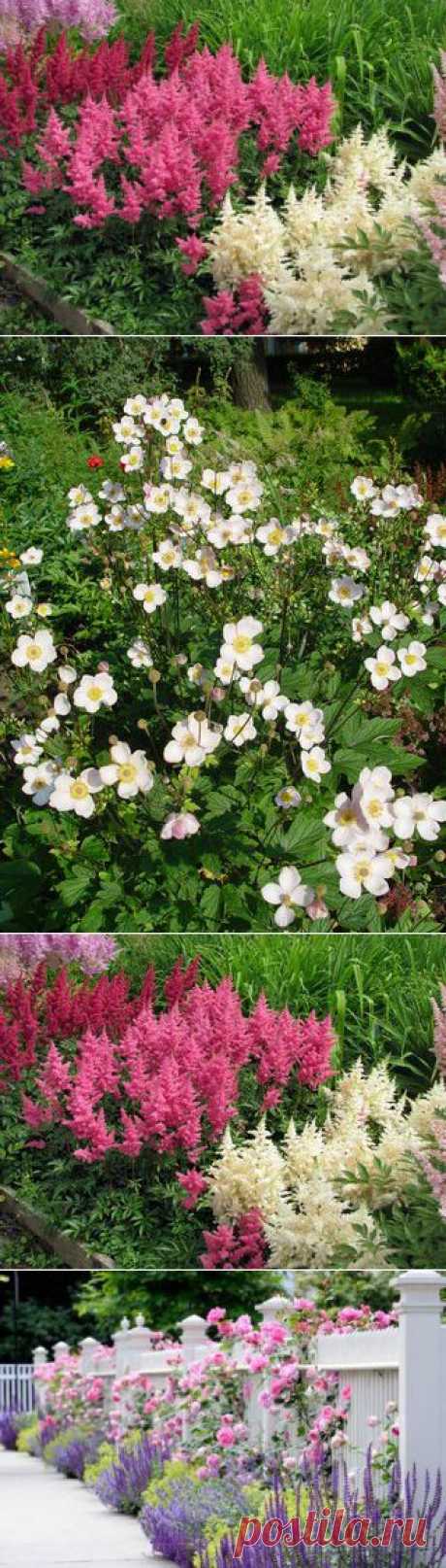 15 лучших многолетников. Начинающим цветоводам подчас сложно бывает ориентироваться среди огромного ассортимента многолетних цветов. Как выбрать самые лучшие из многолетников? Для новичков особенно важно, когда внешняя красота цветка сочетается с выносливостью.
Мы предлагаем вам 15 видов цветов, которые являются фактически беспроигрышным вариантом.