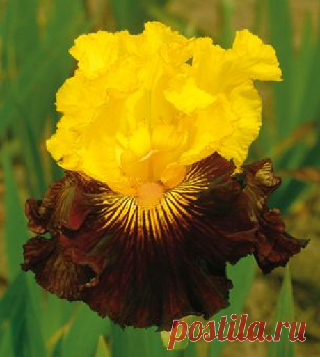 Pirate Ahoy Type: Tall Bearded (TB) Style: Variegata Height: 36" Color: Yellow and Red Originator: Blyth, Barry Year: 2006 Bloom Season: Ear...