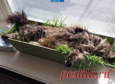"Уютно, травка зеленая, солнышко светит. Тоже хочу." / Фото-приколы 11 | Funny Photo 11