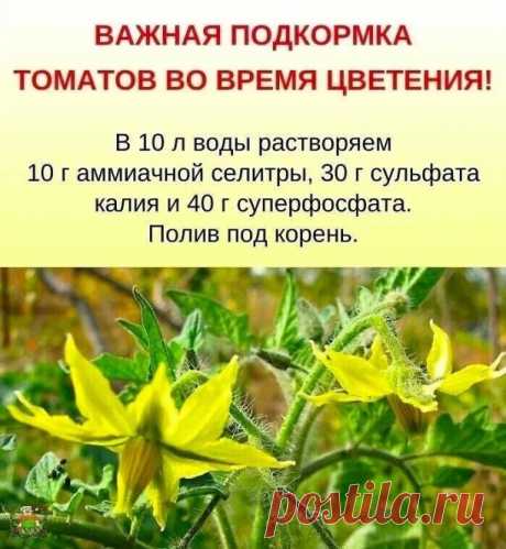 Дaчники, вот для вас отличная шпаргалка с подкормкой для томатов