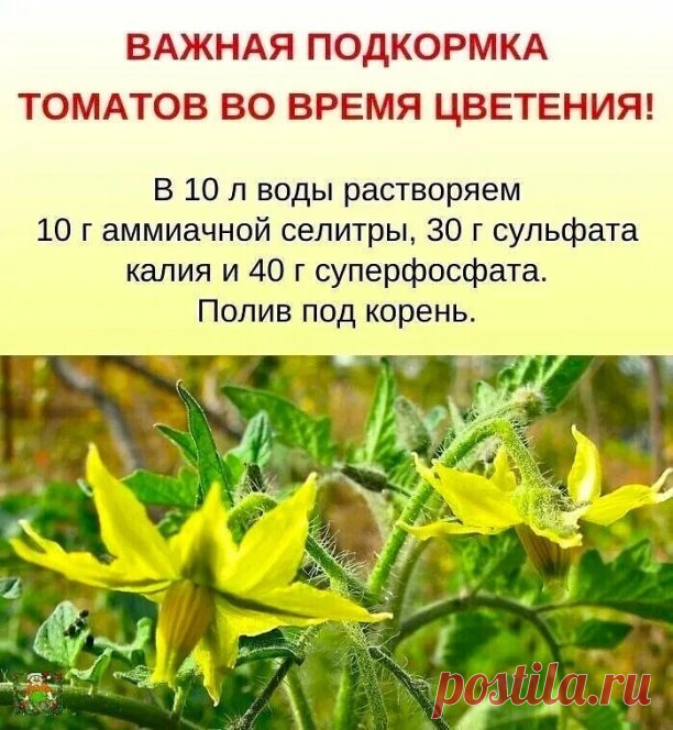Дaчники, вот для вас отличная шпаргалка с подкормкой для томатов