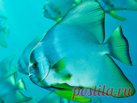 коралловая рыба