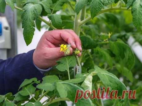 Искусственное опыление томатов в теплице и на огороде. 2 способа. Опыление искусственным способом бывает двух видов: проводимое самостоятельно огородниками и с привлечение насекомых, с помощью различных хитростей.