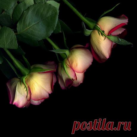 Красота на черном фоне