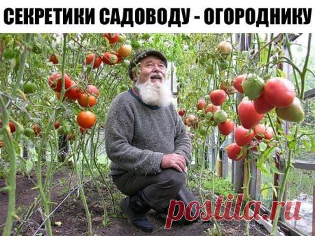 Маленькие секретики садоводу — огороднику. Добавь себе в закладки, чтобы не забыть! - womenres.ru 1. Йод для капусты. В ведро воды добавить 40 капель йода. Когда начнет формироваться кочан, поливать капусту под растение по 1 литру. 2. Ускорение пророста. Чтобы семена быстрее проросли их замачивают в растворе перекиси водорода (4%) на 12 часов (капуста), а семена помидоров и свеклы — на 24 часа. Для обеззараживания семян (вместо марганцовки) их […]