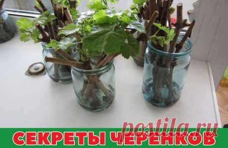 СЕКРЕТЫ ЧЕРЕНКОВ
Все знают, как в банке с водой можно укоренить черенки. Но не всегда этот метод укоренения бывает удачен. В этом деле есть несколько моментов, от которых напрямую зависит успех. 
1. В непрозрачной посуде корешки образуются гораздо лучше, чем в прозрачной.
2. Воду при испарении лучше не менять, а доливать.
3. Если воды слишком много, в нижней части банки мало кислорода, черенки могут загнить.
4. Важно количество черенков. Жимолость, например, не даст корни, если в 200 мл воды