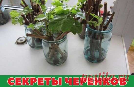 СЕКРЕТЫ ЧЕРЕНКОВ
Все знают, как в банке с водой можно укоренить черенки. Но не всегда этот метод укоренения бывает удачен. В этом деле есть несколько моментов, от которых напрямую зависит успех. 
1. В непрозрачной посуде корешки образуются гораздо лучше, чем в прозрачной.
2. Воду при испарении лучше не менять, а доливать.
3. Если воды слишком много, в нижней части банки мало кислорода, черенки могут загнить.
4. Важно количество черенков. Жимолость, например, не даст корни, если в 200 мл воды