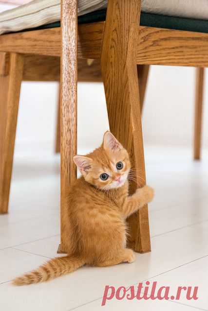meow.