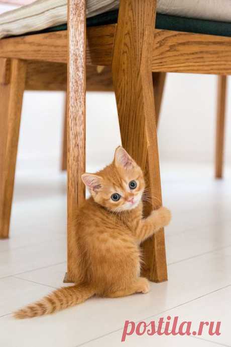 meow.