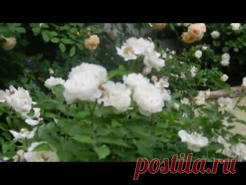 Кременчуг. Сад роз в центре города. Часть I