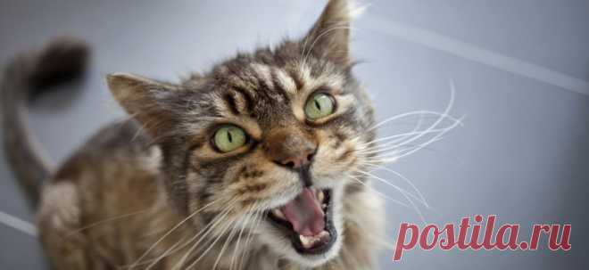 Кошка кричит по ночам и не даёт спать | PetTips